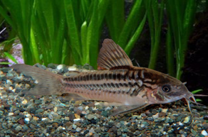 Cory Nanus — 2.5-3
